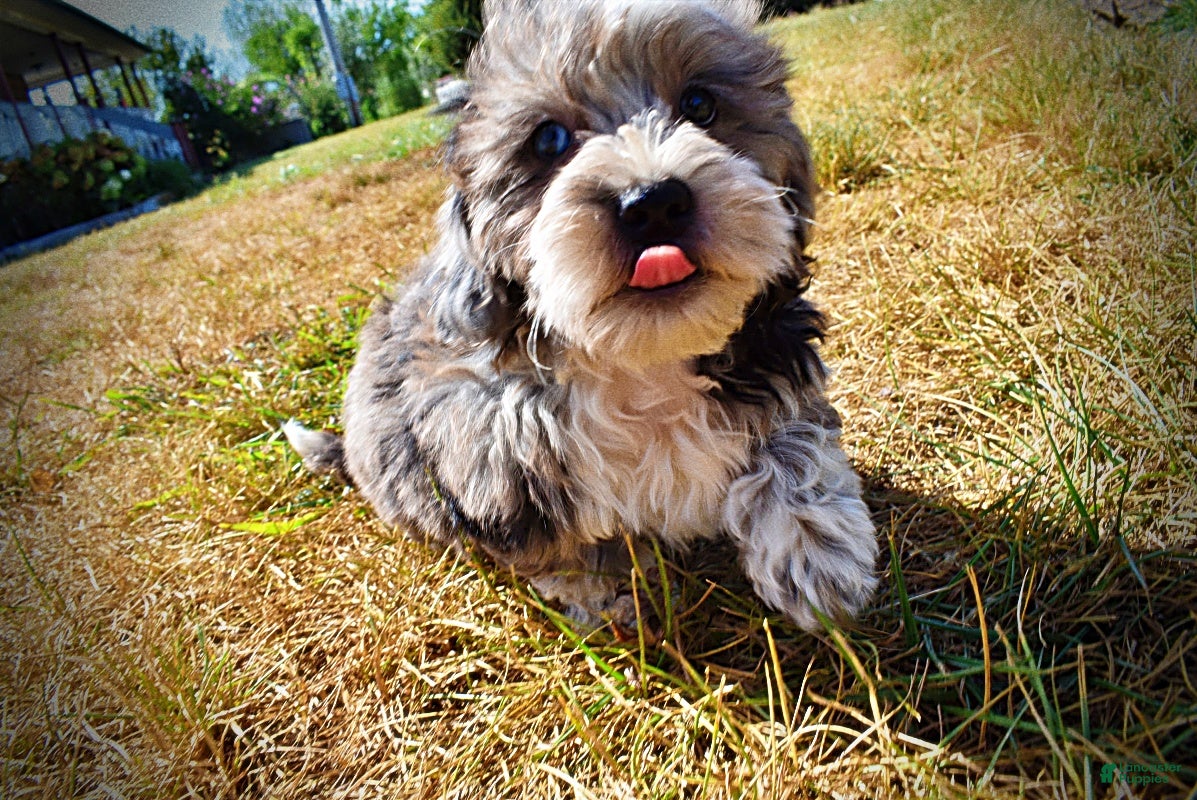 Havapoo dogs Icon - Ad 1