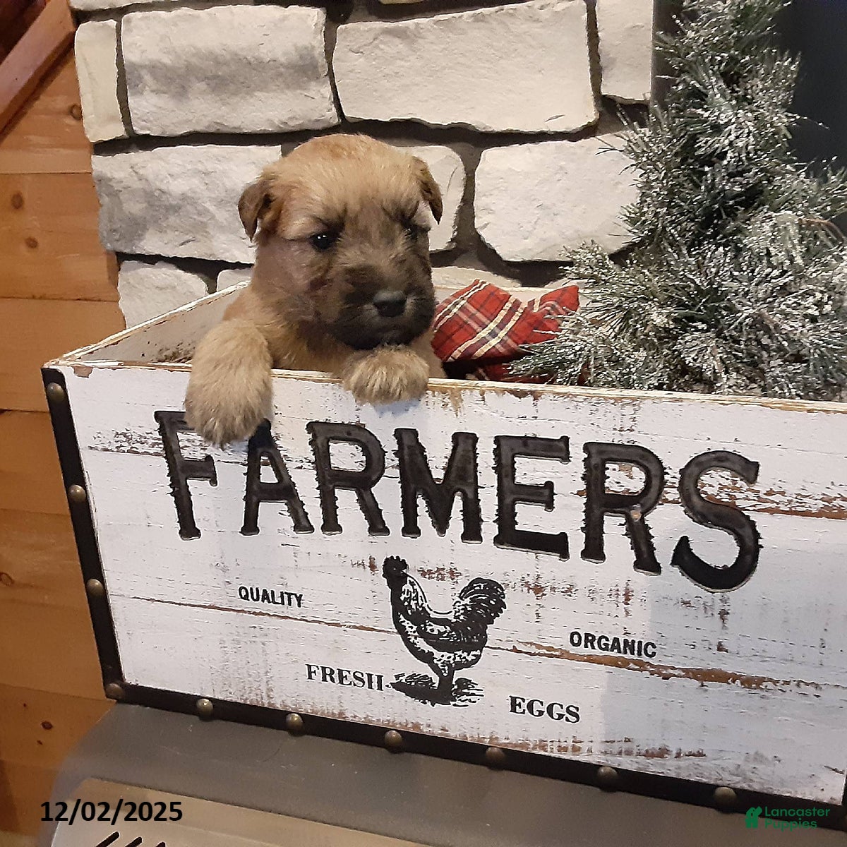 Soft Coated Wheaten Terrier dogs Dasher - Ad 3