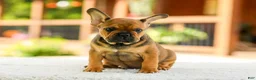 French Bulldog dogs for sale: Otto – Fawn Brindle - Ad 6