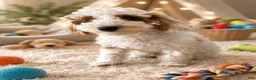 Toy Poodle dogs for sale: P2  - Ad 1
