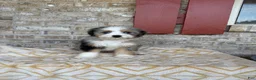 Mini Bernedoodle dogs for sale: Birdie - Ad 6