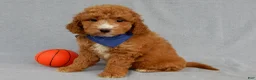 Mini Goldendoodle dogs for sale: Douglas - Ad 4