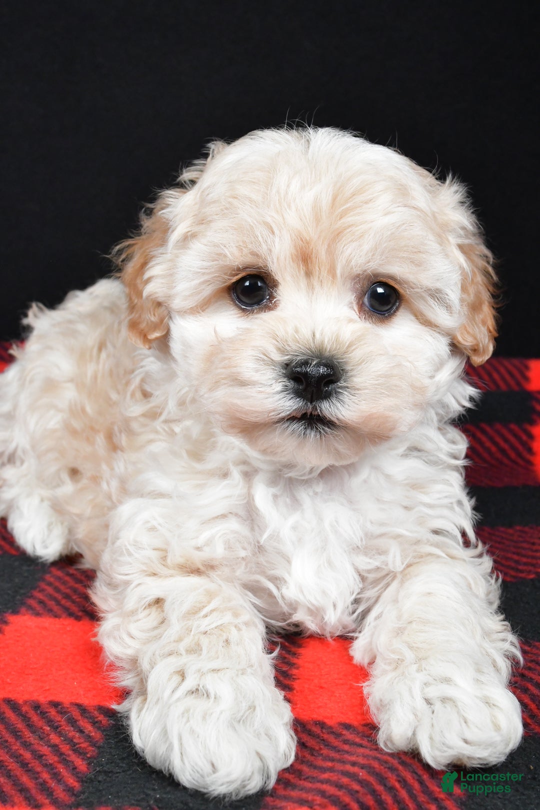 Maltipoo dogs for sale: Frankie - Ad 3