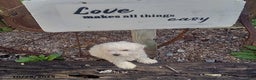 Bichon Frise dogs for sale: Mystic - Ad 1