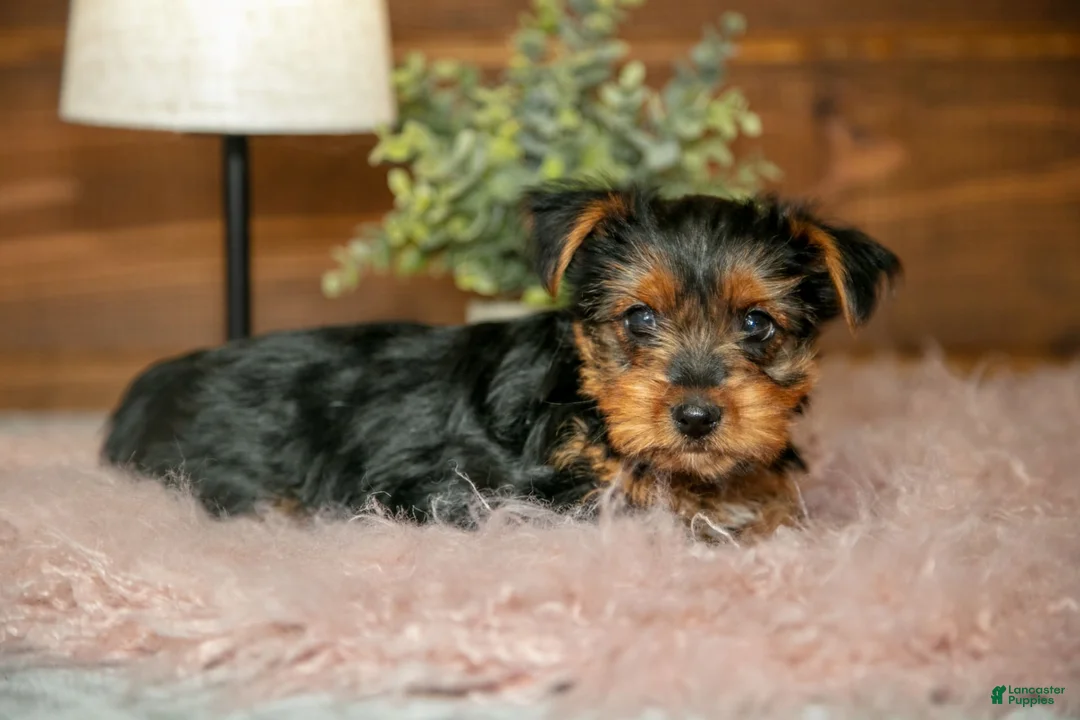 Yorkshire Terrier dogs for sale: Darcy - Ad 5