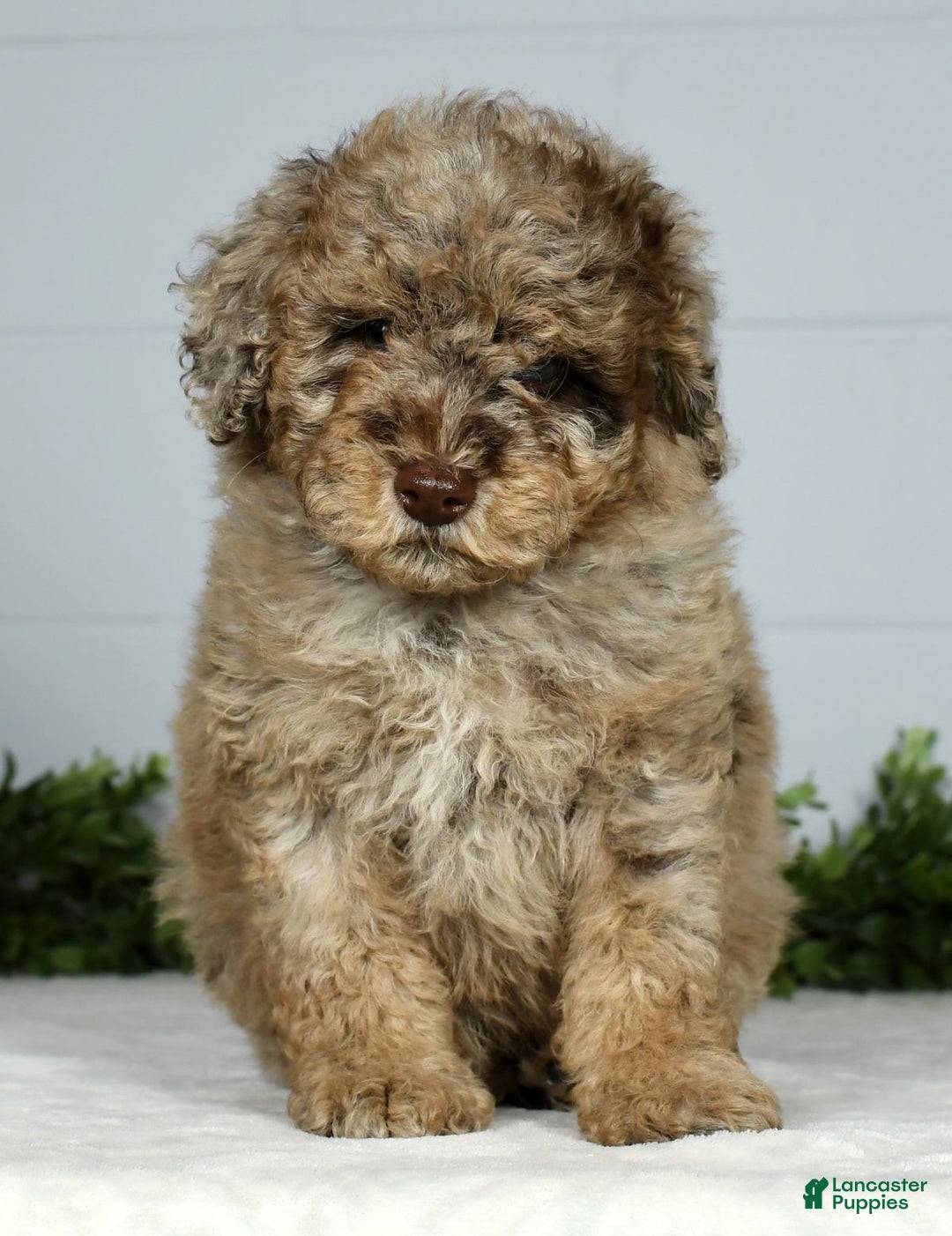 Miniature Poodle dogs for sale: Jake - Ad 3