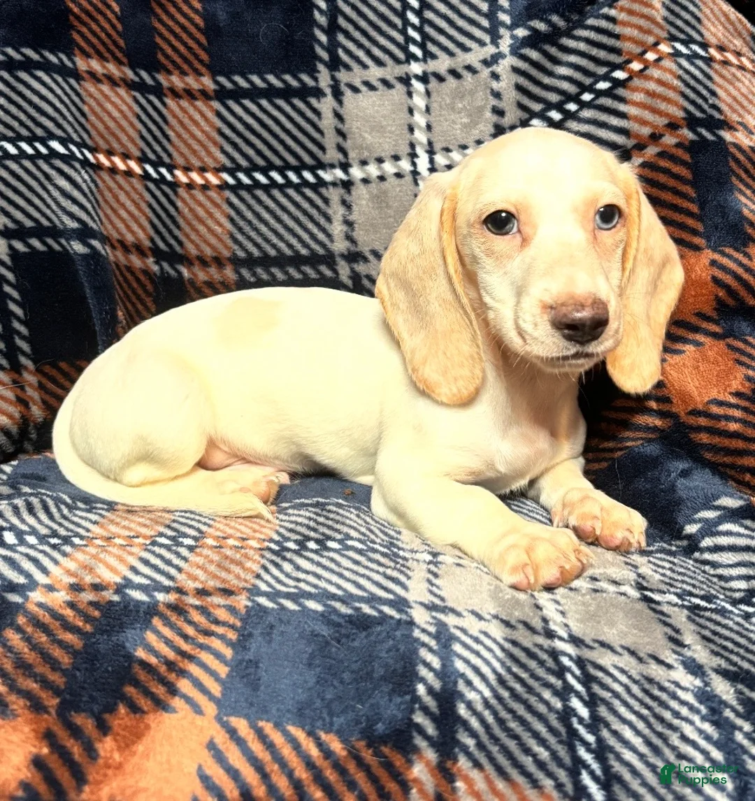 Miniature Dachshund dogs for sale: Miniature Dachshund Puppy 2 - Ad 2