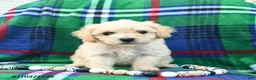 Bichpoo dogs for sale: Harry  - Ad 4