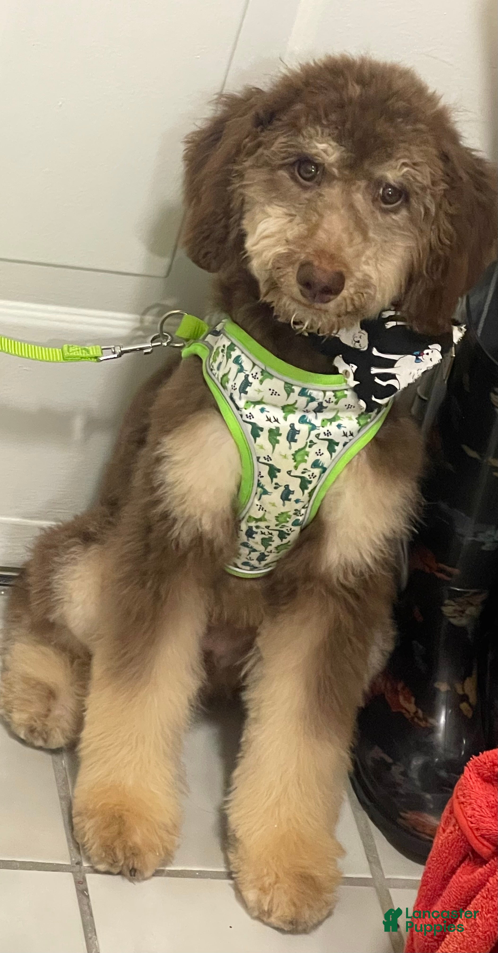 Standard Poodle dogs Dasher (can be renamed)  - Ad 23