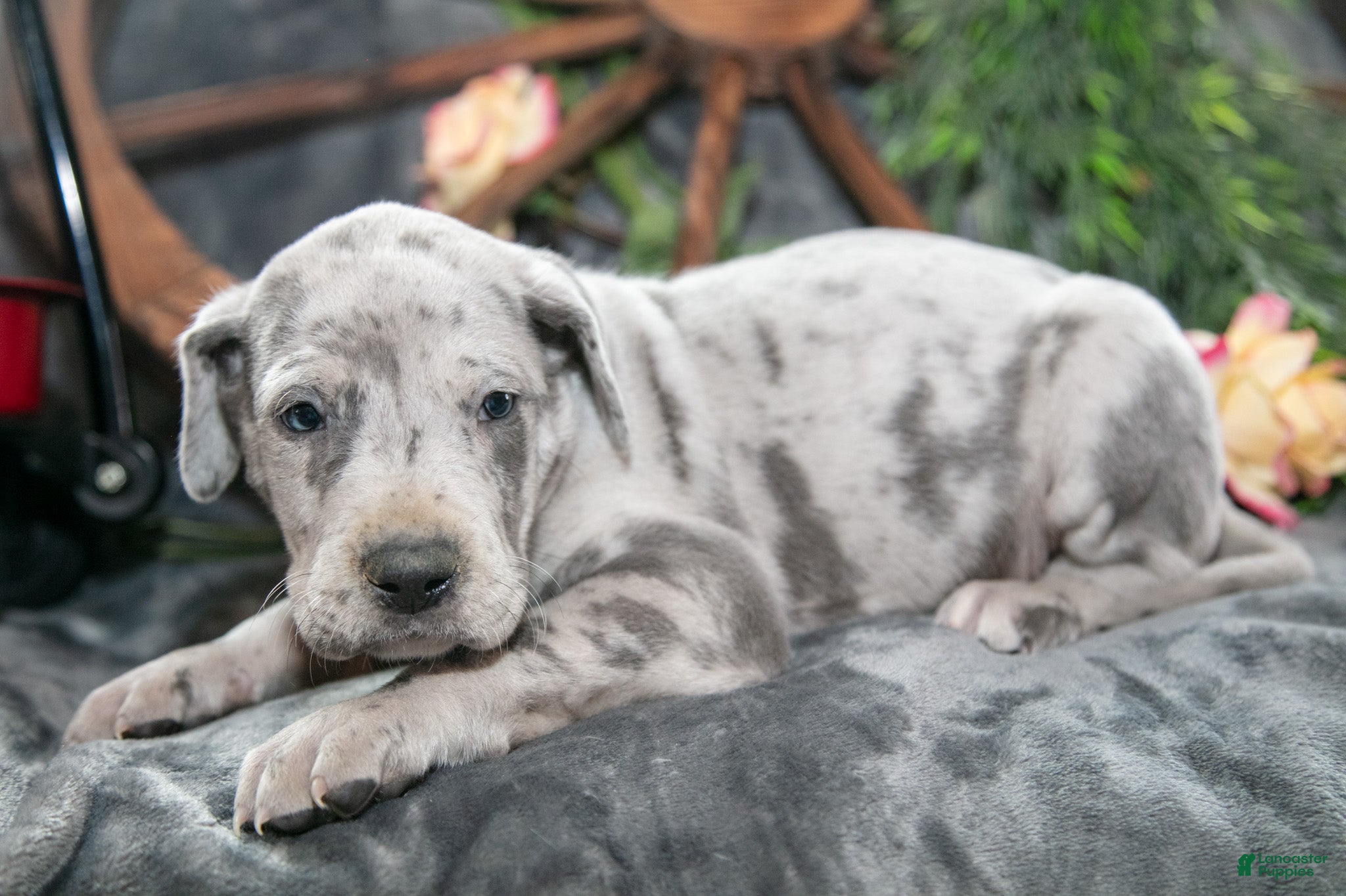 Great Dane dogs Trooper - Ad 2