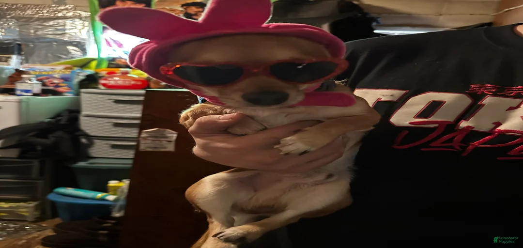 Gallery Image {{count}}