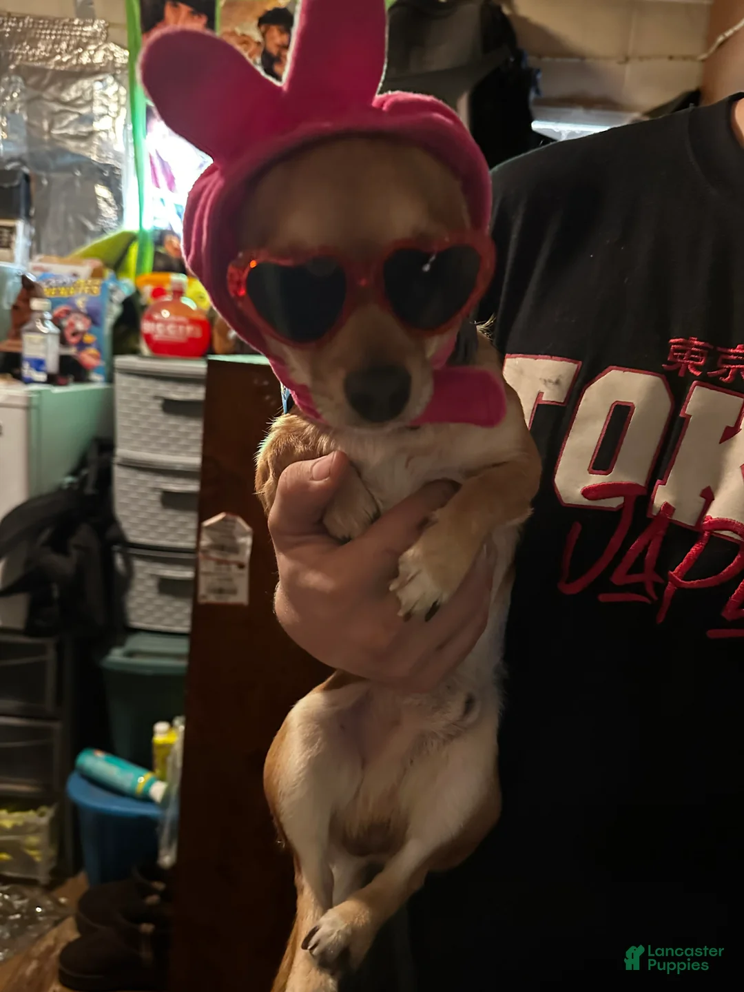 Gallery Image {{count}}