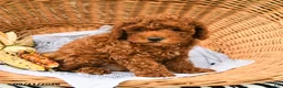 Miniature Poodle dogs for sale: Owl - Ad 3