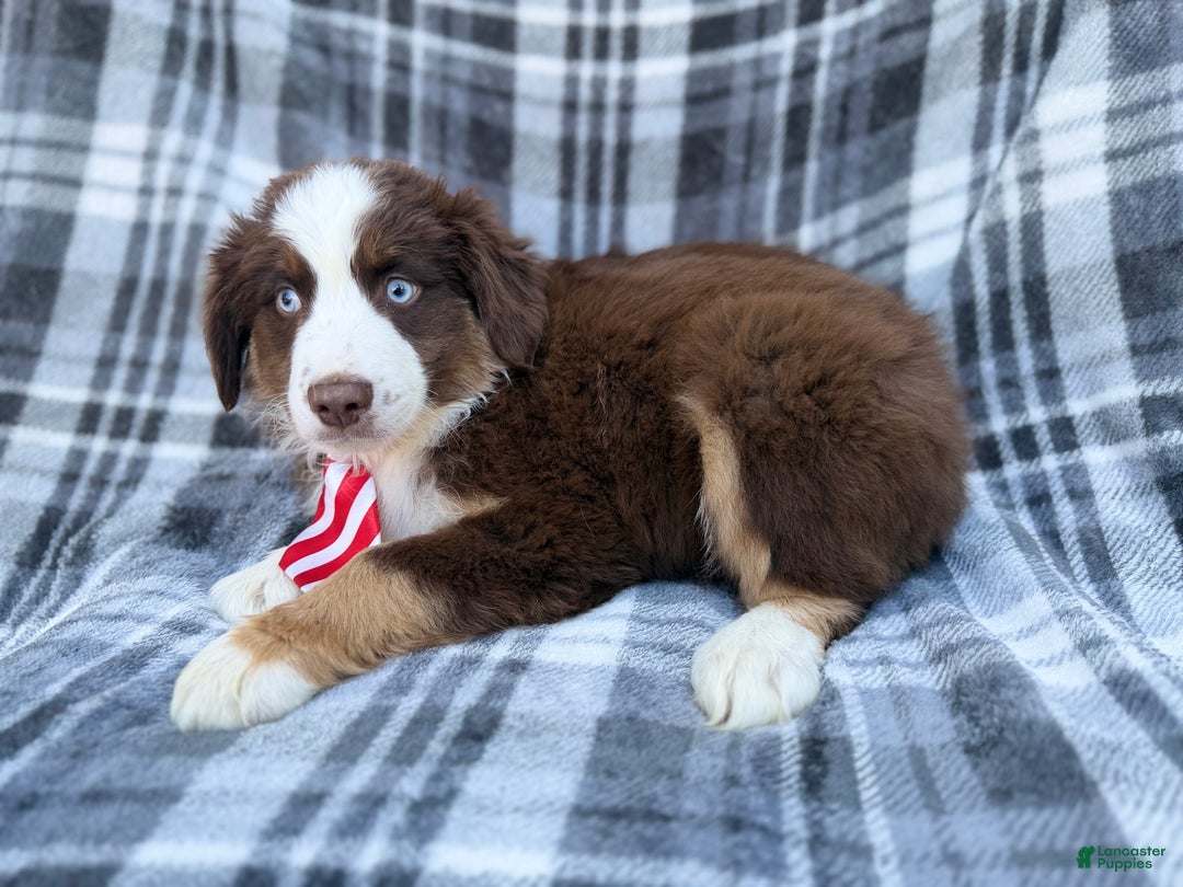 Miniature Australian Shepherd dogs for sale: Sully - Ad 6