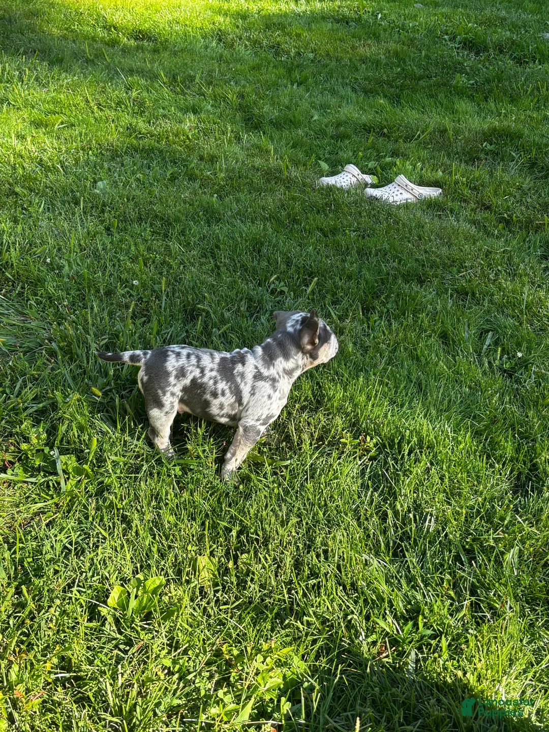 American Bully dogs for sale: Bali  - Ad 2