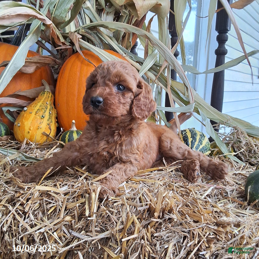 Cavapoo dogs for sale: Autumn - Ad 1