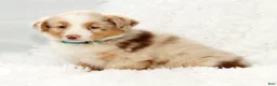 Australian Shepherd dogs for sale: Rio - Ad 7