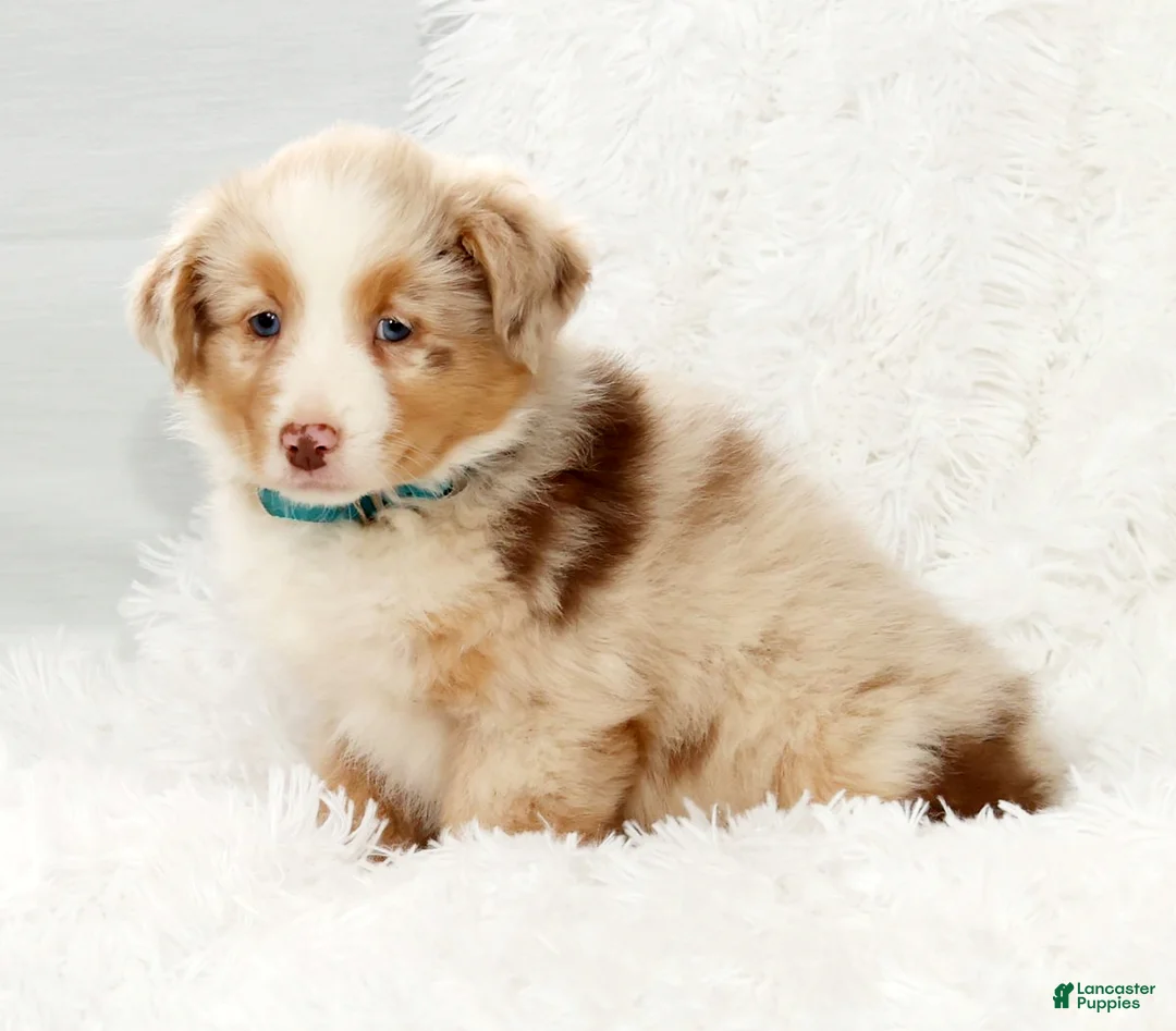 Australian Shepherd dogs for sale: Rio - Ad 7
