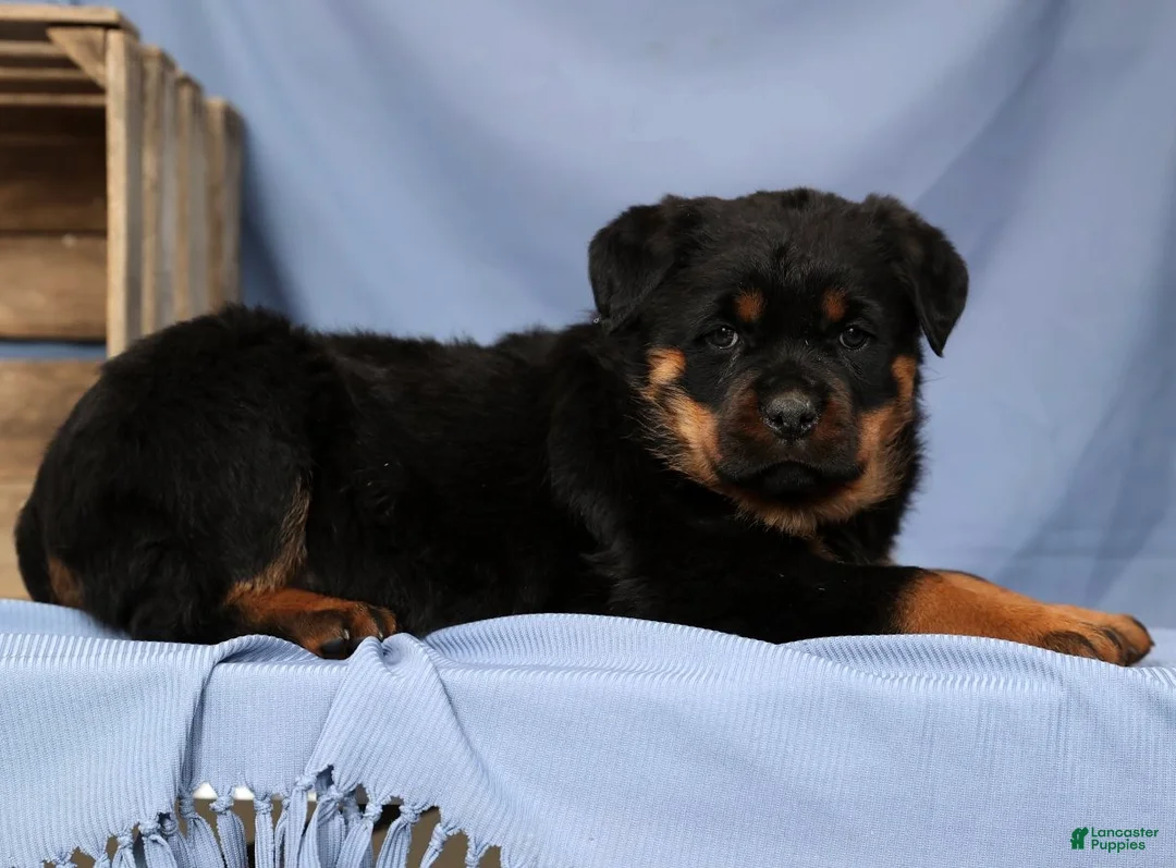 Rottweiler dogs for sale: Laura - Ad 3