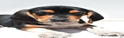 Beagle dogs for sale: Robert - Ad 2