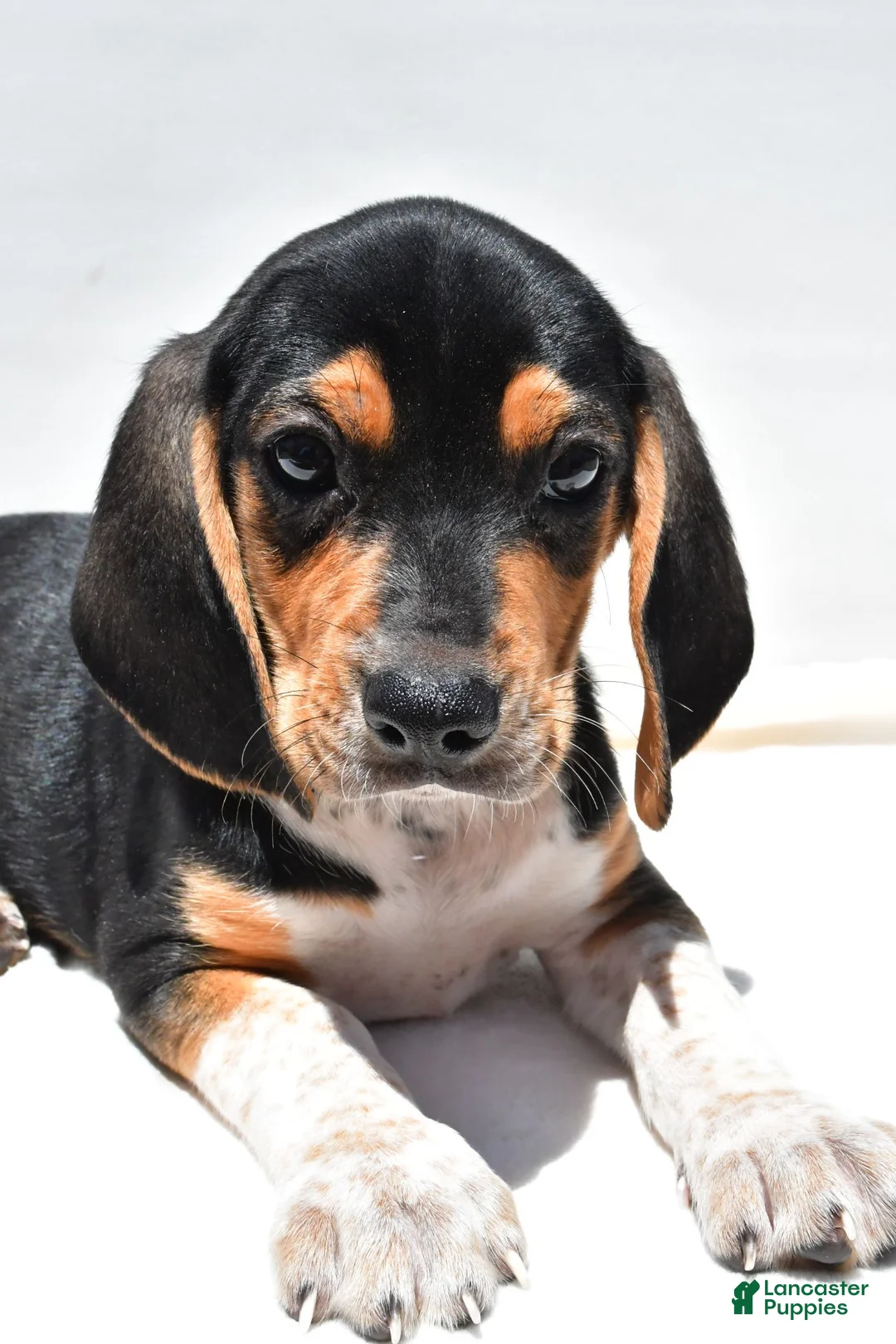 Beagle dogs for sale: Robert - Ad 2