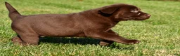 Labrador Retriever dogs for sale: Libby - Ad 12