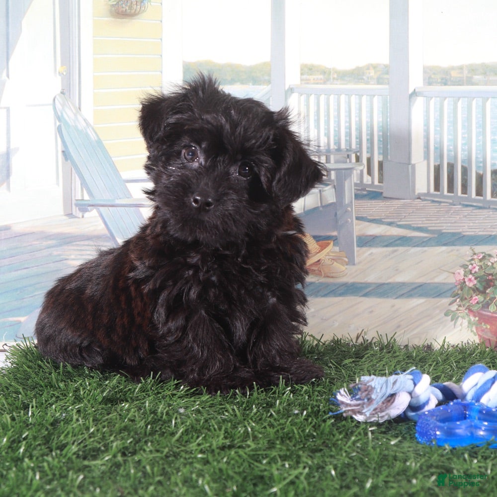 Yorkiepoo dogs Earl-Handsome Little Yorkie-poo Puppy  - Ad 1