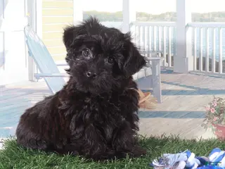 Yorkiepoo dogs for sale: Earl-Handsome Toy Yorkie-poo Puppy - Ad 2
