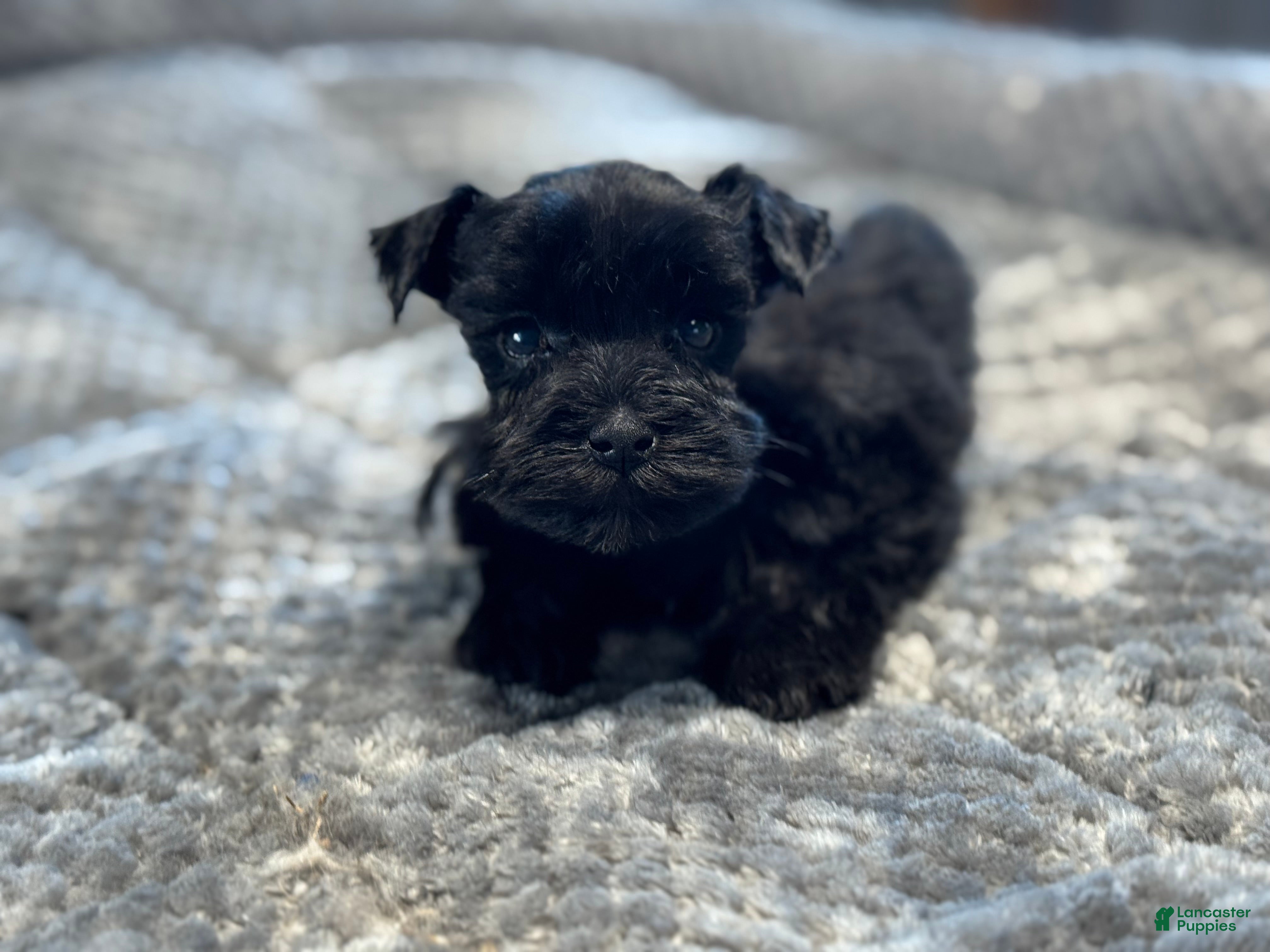 Miniature Schnauzer dogs Jelly Bean - Ad 1