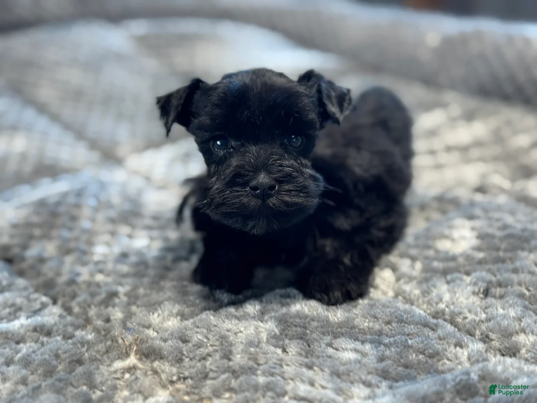 Miniature Schnauzer dogs for sale: Miniature Schnauzer litter of 6 puppies - Ad 2