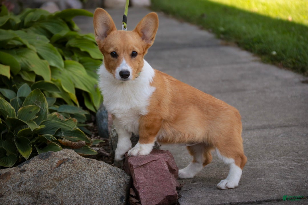 Welsh Corgi Pembroke dogs Josie Welsh Corgi Pembroke  - Ad 2