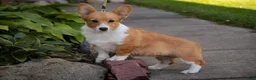 Welsh Corgi Pembroke dogs for sale: Josie Welsh Corgi Pembroke  - Ad 2