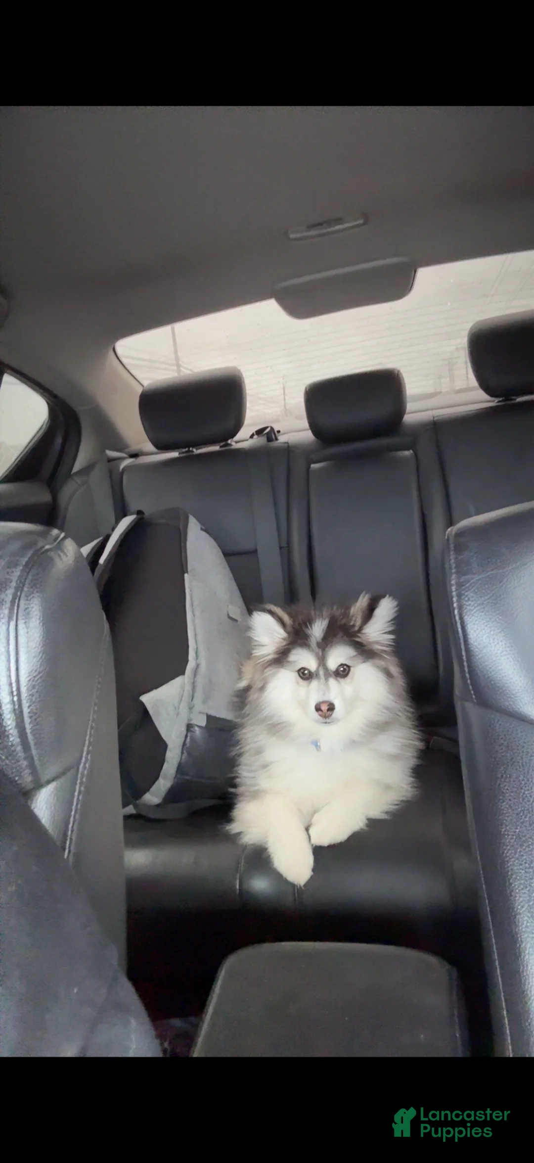 Pomsky dogs for sale: Pomsky Puppy 1 - Ad 2