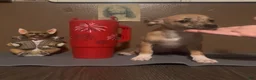 Chiweenie dogs for sale: Mai Tai  - Ad 4