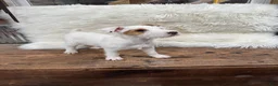 Jack Russell Terrier dogs for sale: Jrtca Cinderella  - Ad 3
