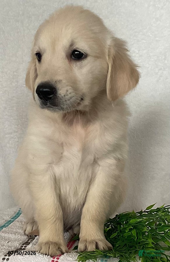 Golden Retriever dogs Maggie - Ad 1