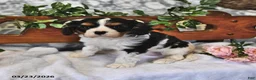 Cavalier King Charles Spaniel dogs for sale: Susie - Ad 4