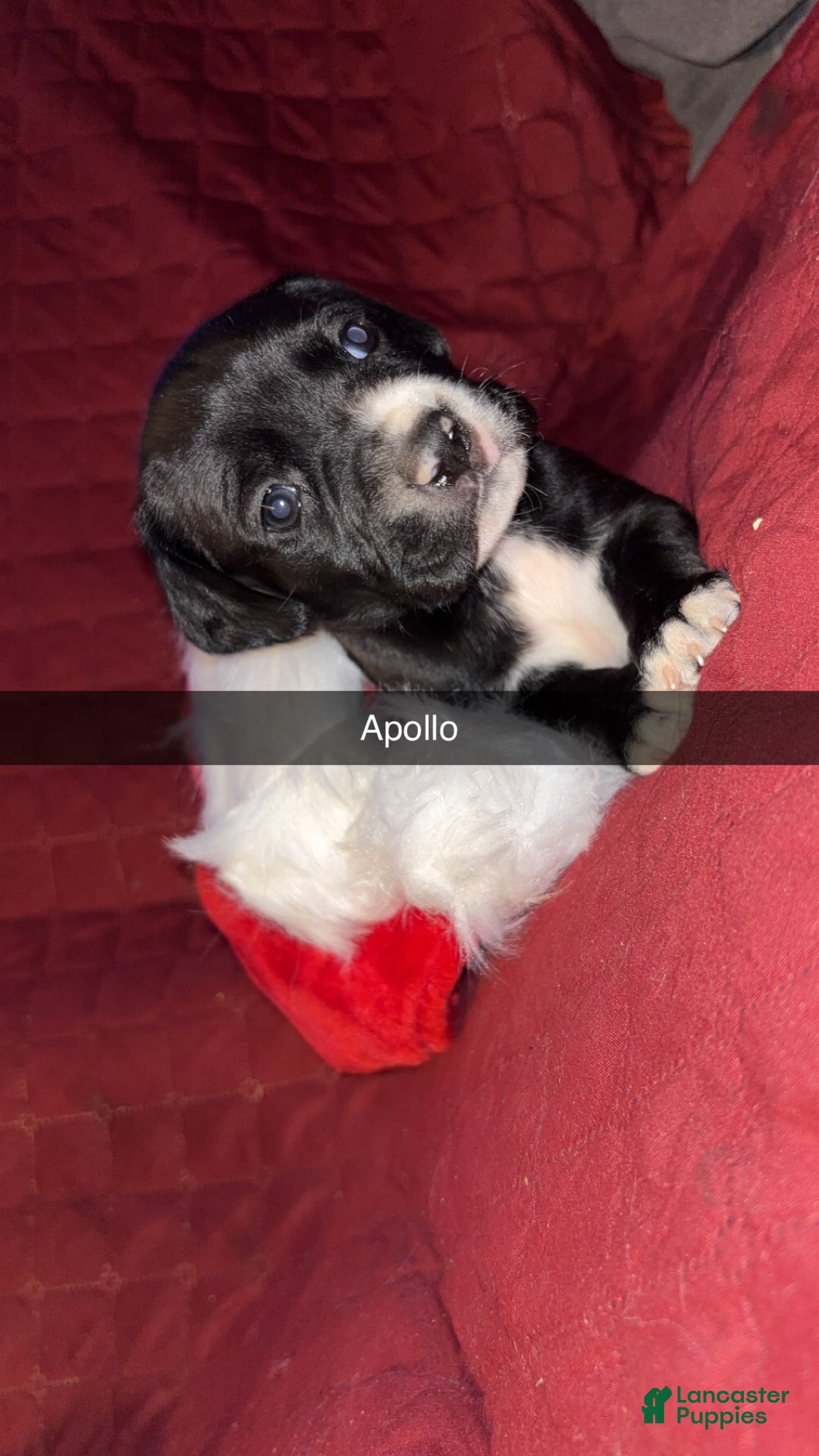 Mixed Breed dogs for sale: Apollo - Ad 2