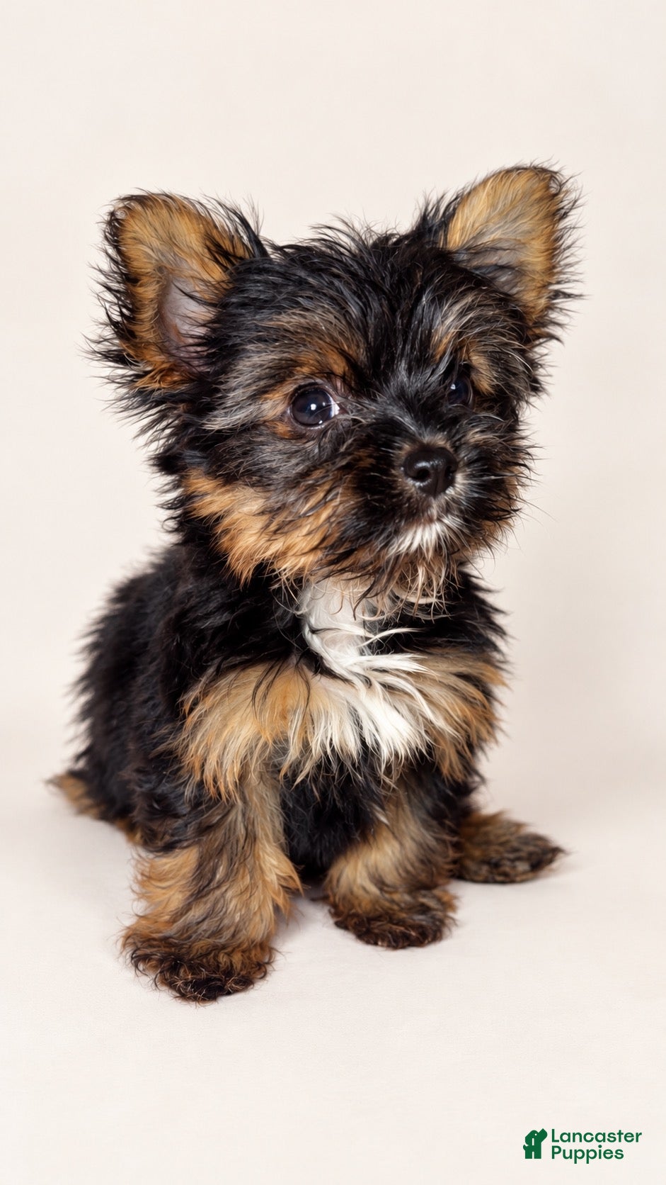 Yorkshire Terrier dogs Lancelot - Ad 38