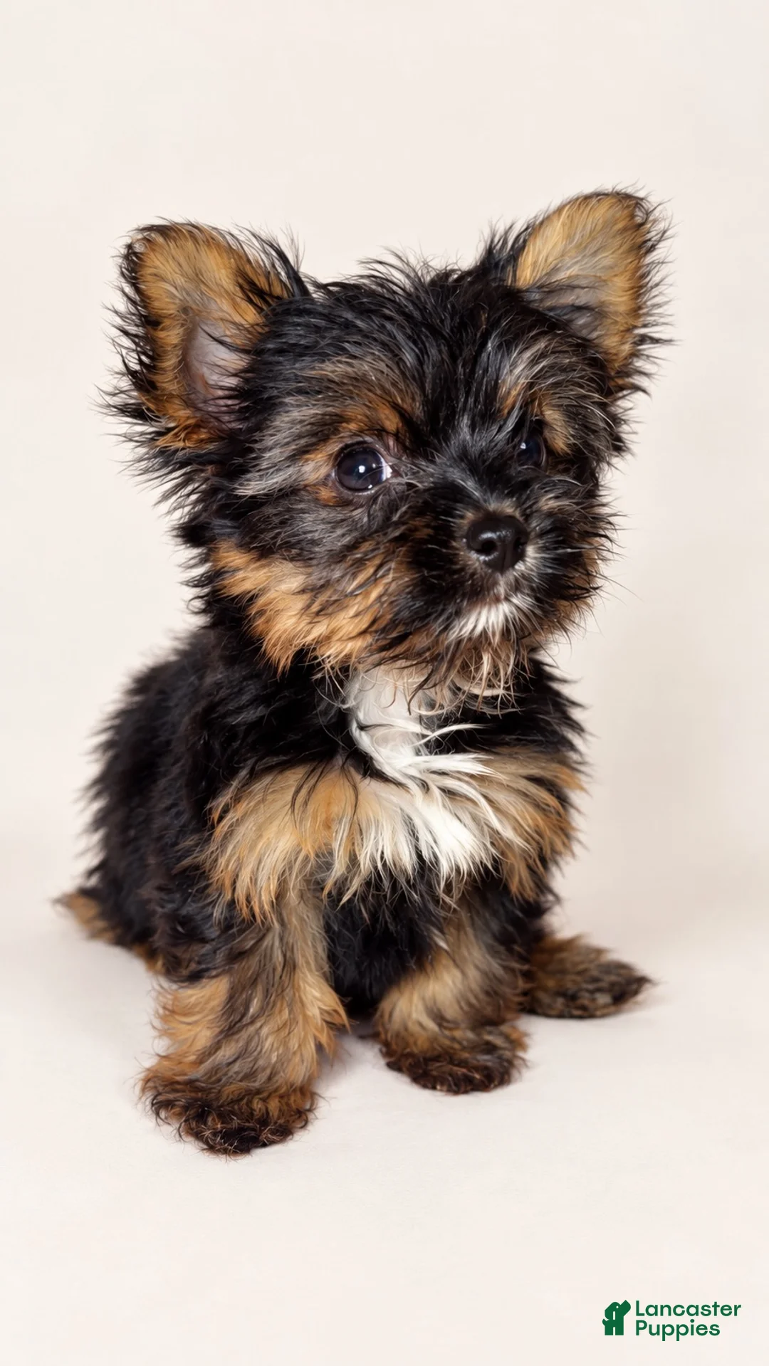 Yorkshire Terrier dogs for sale: Lancelot - Ad 1