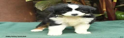 Miniature Australian Shepherd dogs for sale: Summer - Ad 5