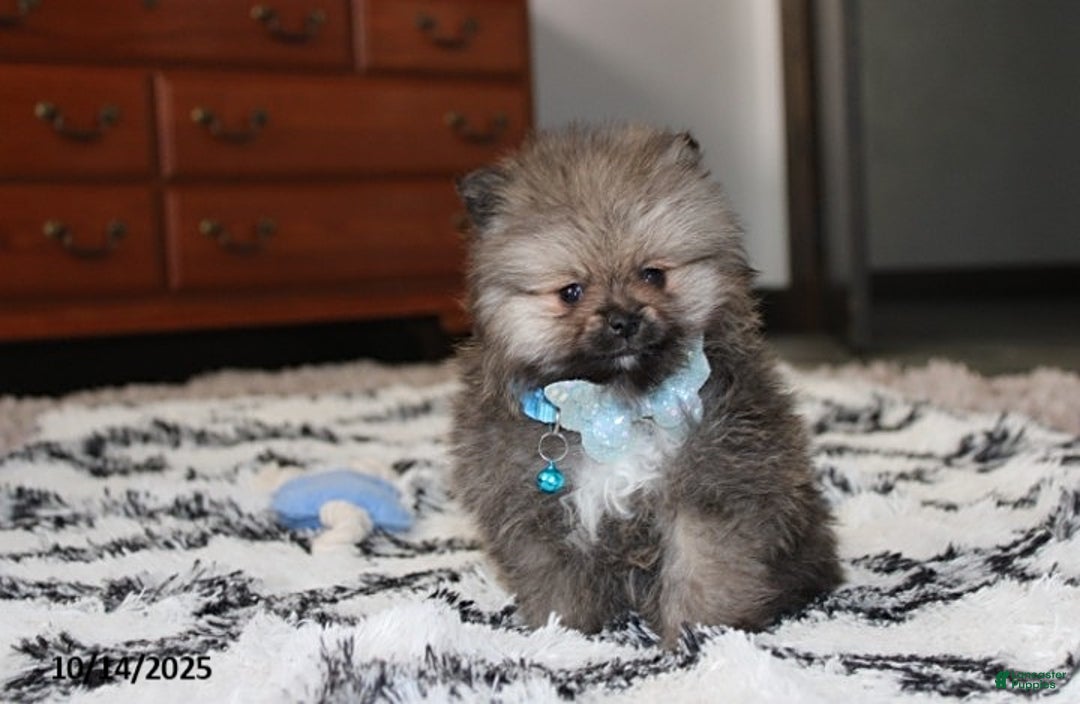 Pomeranian dogs for sale: Major - Ad 23