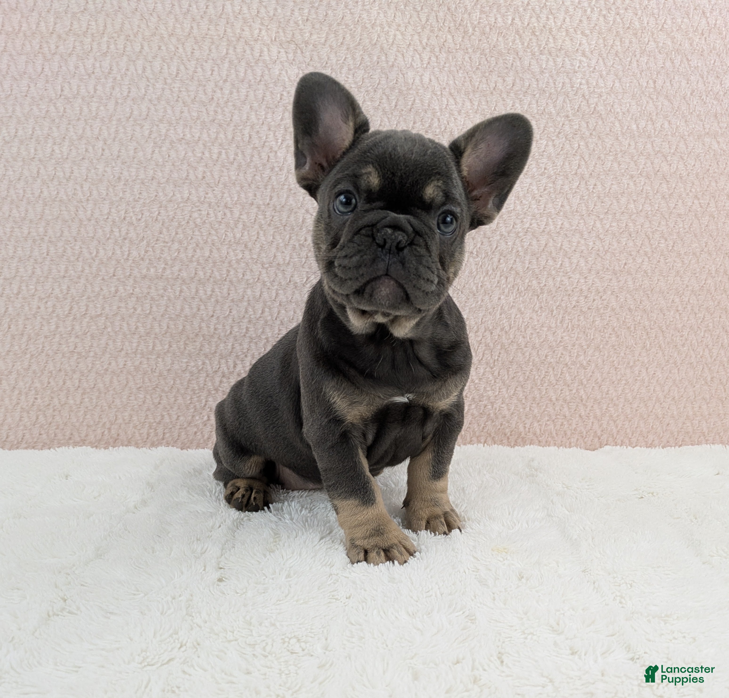 French Bulldog dogs Tesla - Ad 40