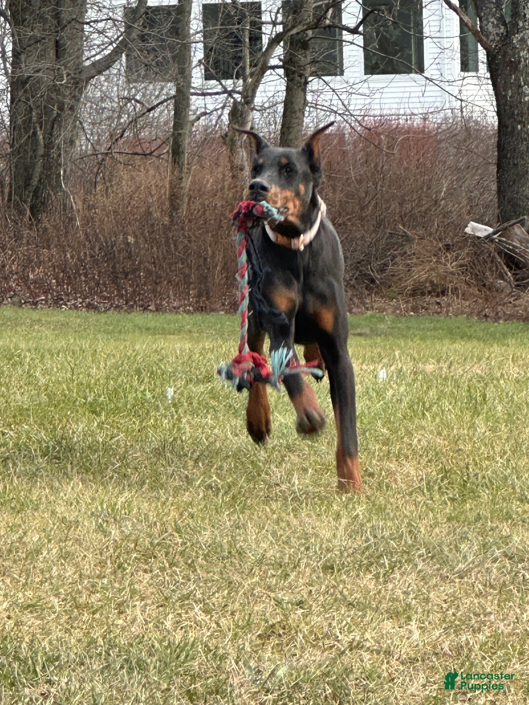 Doberman Pinscher dogs for stud: RIPP  - Ad 3