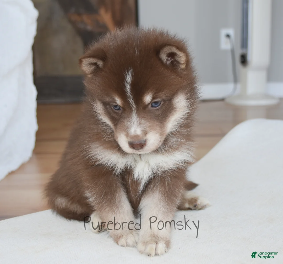 Pomsky dogs for sale: Coco Chocolate Pomsky - Ad 2