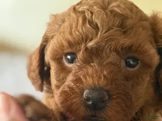 Miniature Poodle dogs Miniature Poodle 1 black collar - Ad 17