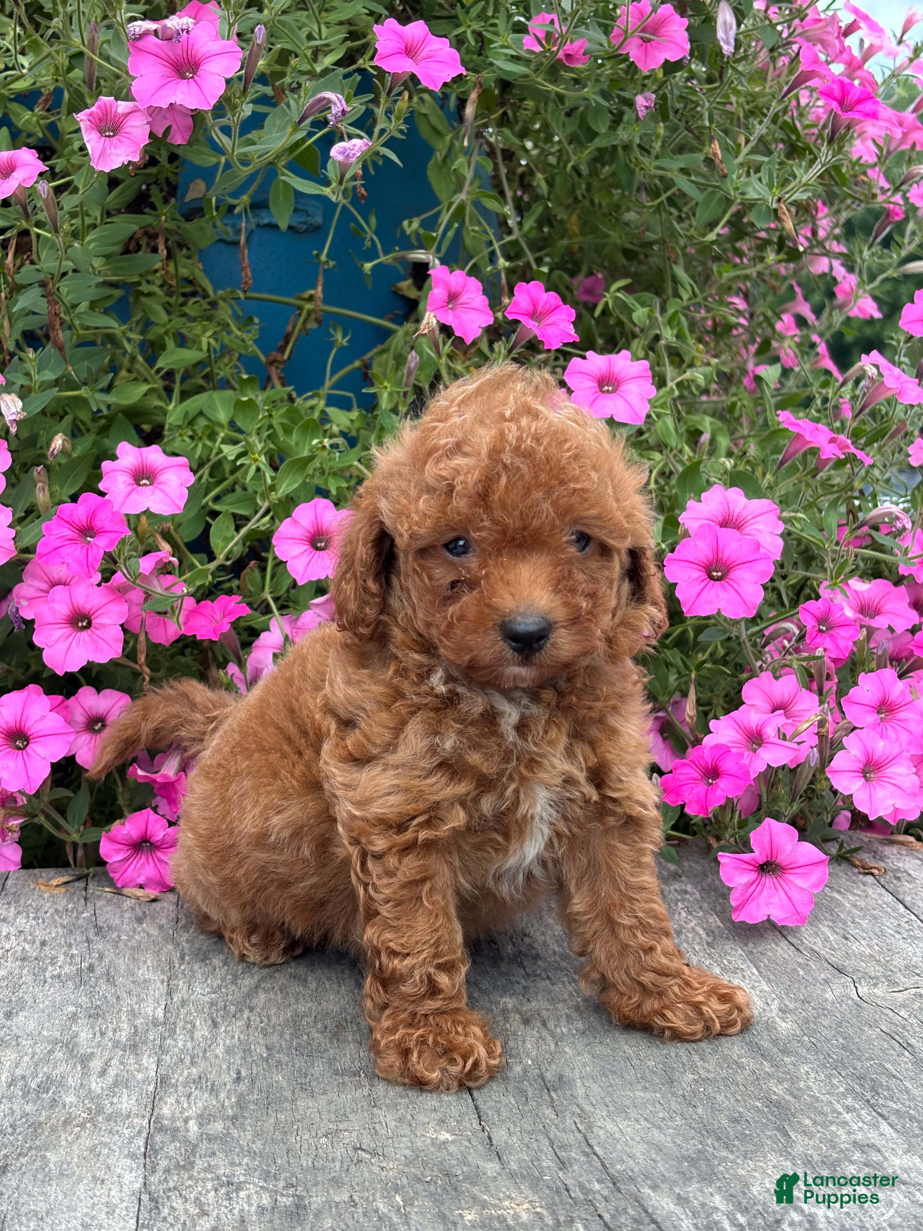 Mini Goldendoodle dogs Roman - Ad 1