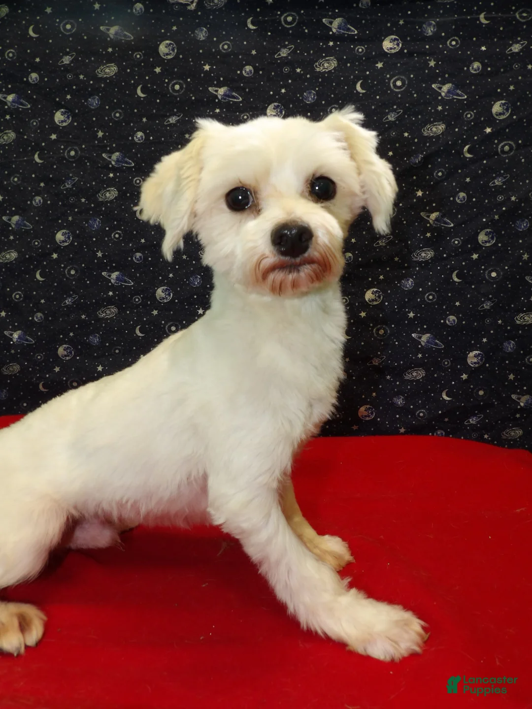 Maltese dogs for sale:  Ceal - Ad 2