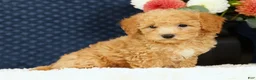 Bichpoo dogs for sale: Evan - Ad 3