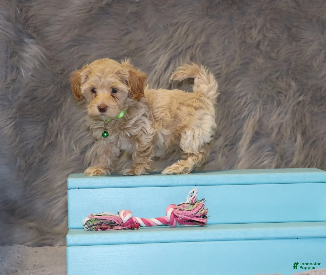 Havapoo dogs for sale: Addie 👨‍👨‍👦‍👦💞🐕Miniature - Ad 11